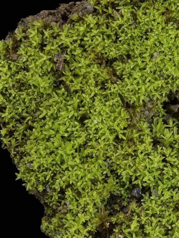 its unique silver-green color if you see a moss in a