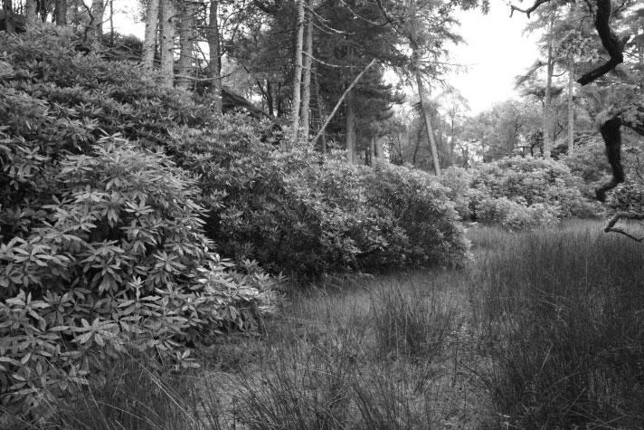 11 6 The photograph shows rhododendron plants, Rhododendron ponticum, in Snowdonia National Park. Rhododendrons are native to Asia.