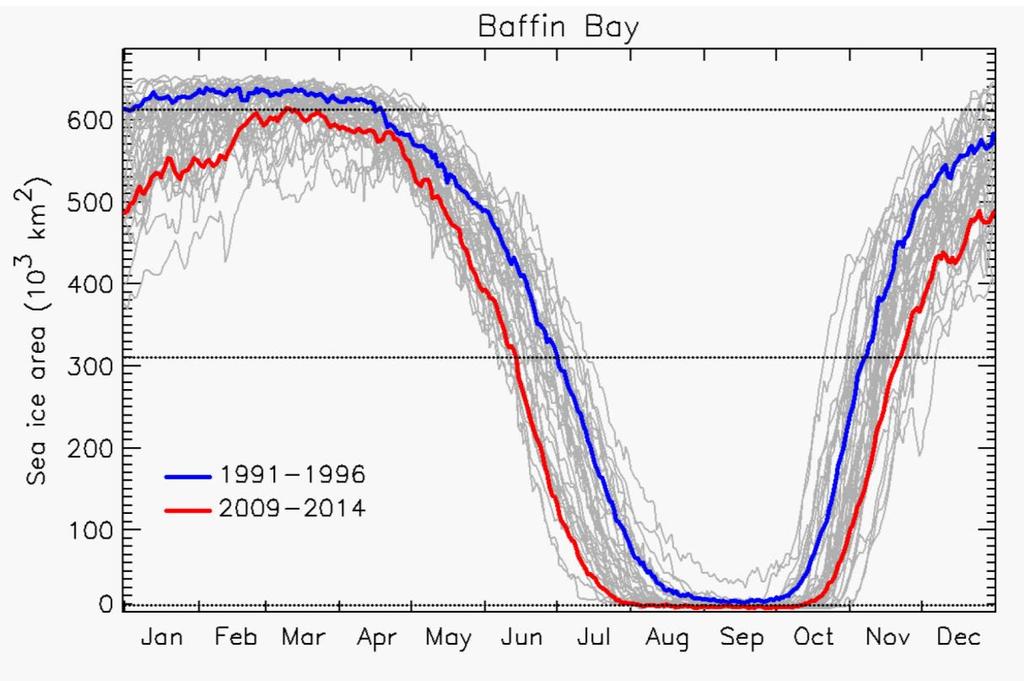 Baffin Bay polar bear population affected the most The data show that polar bears in Baffin Bay now live under difficult conditions.