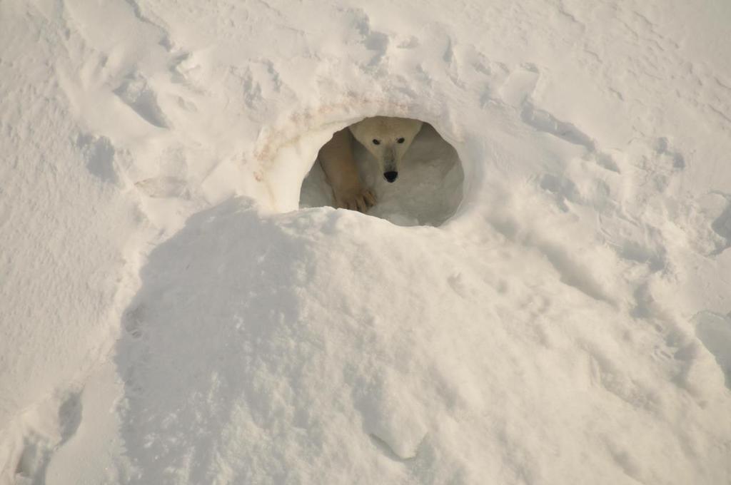 Photo 2: In the 1990s the polar bear dens were situated at an altitude of approx. 350 meters, while they now in average are situated at approx. 700 meters and even up to 1300 meters.
