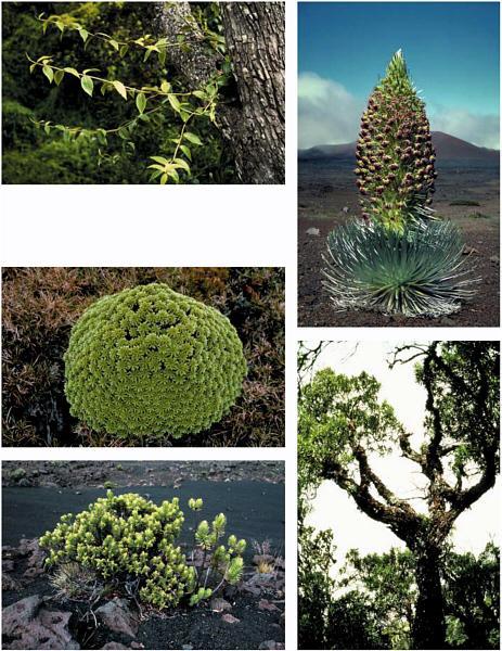 ...the greatest living example of adaptive radiation in plants Dolph Schluter The 28 Hawaiian-endemic species in silversword