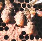 Because of this, thousands of bees in a hive can live, make honey, and work in a very organized way. Like bees, we can also work together in the Christian hive known as the church.