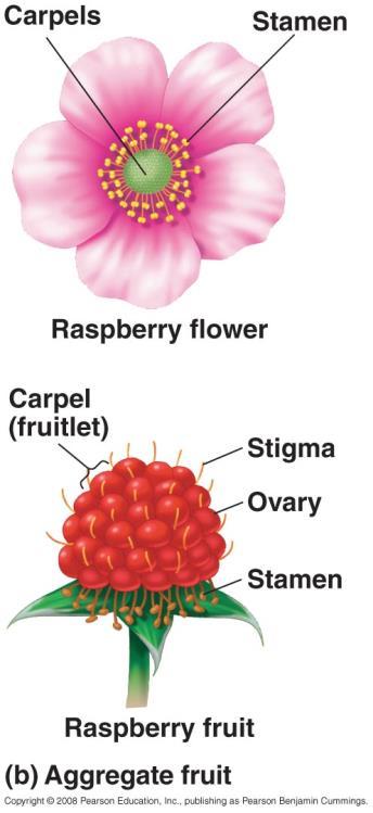 Aggregate Fruit Develops from many separate carpels. From one flower.