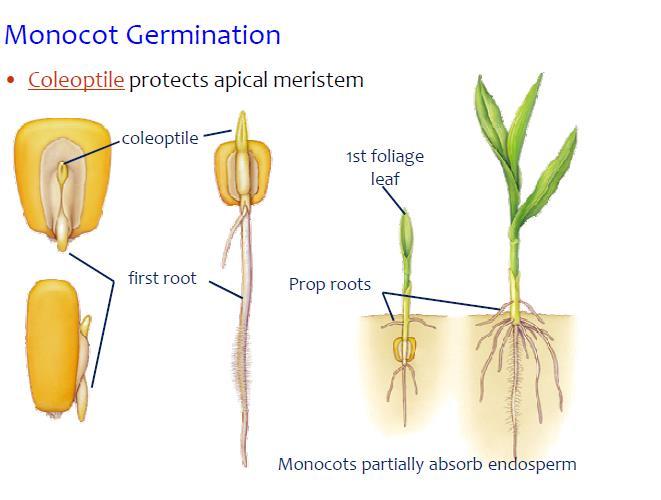 Germination How do seeds go from dormancy to germination?