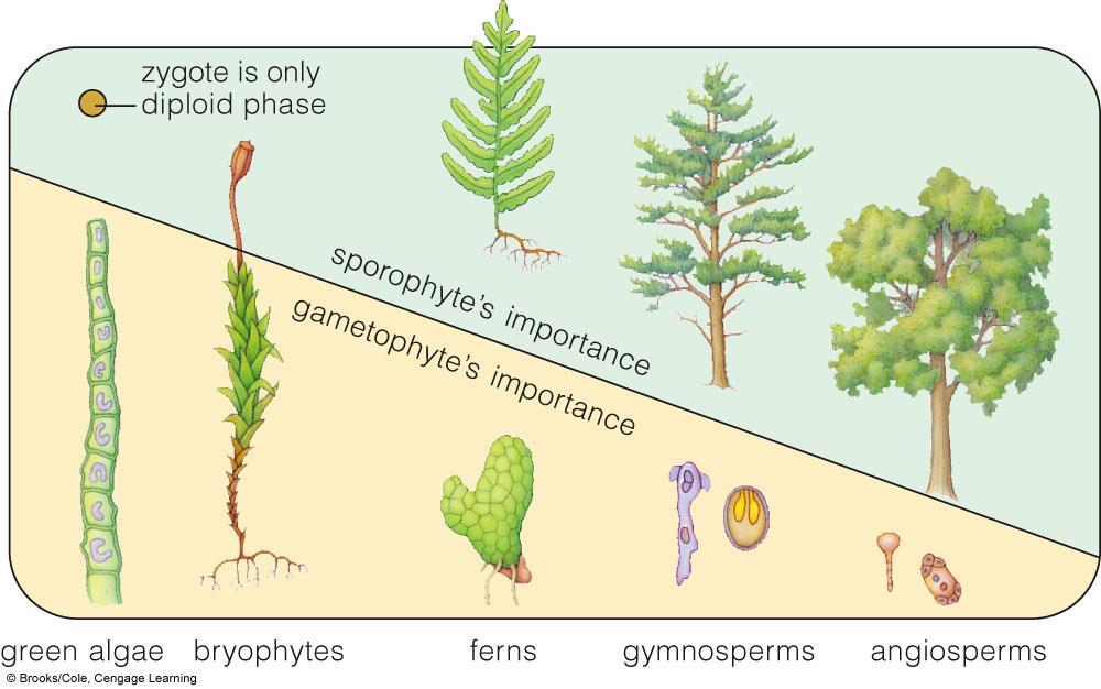 Alternating Generations In more advanced plants, the sporophyte generation is dominant.