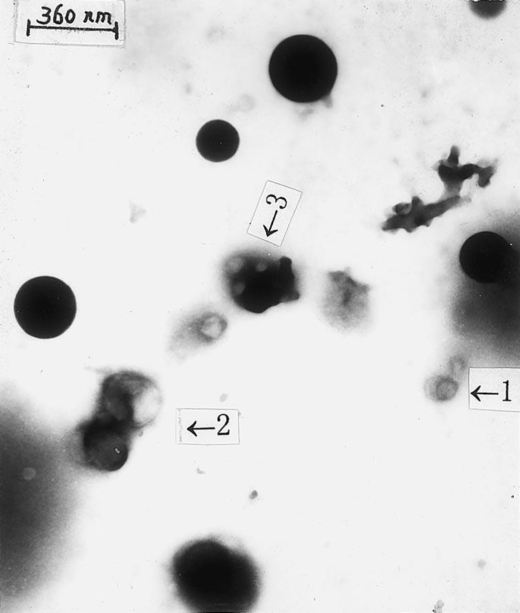 2708 H. Zhao et al. / Polymer 41 (2000) 2705 2709 Fig. 4. A TEM image of the specimen prepared by dropping methanol into CPS P4VP (0.1, w/w) chloroform solution.