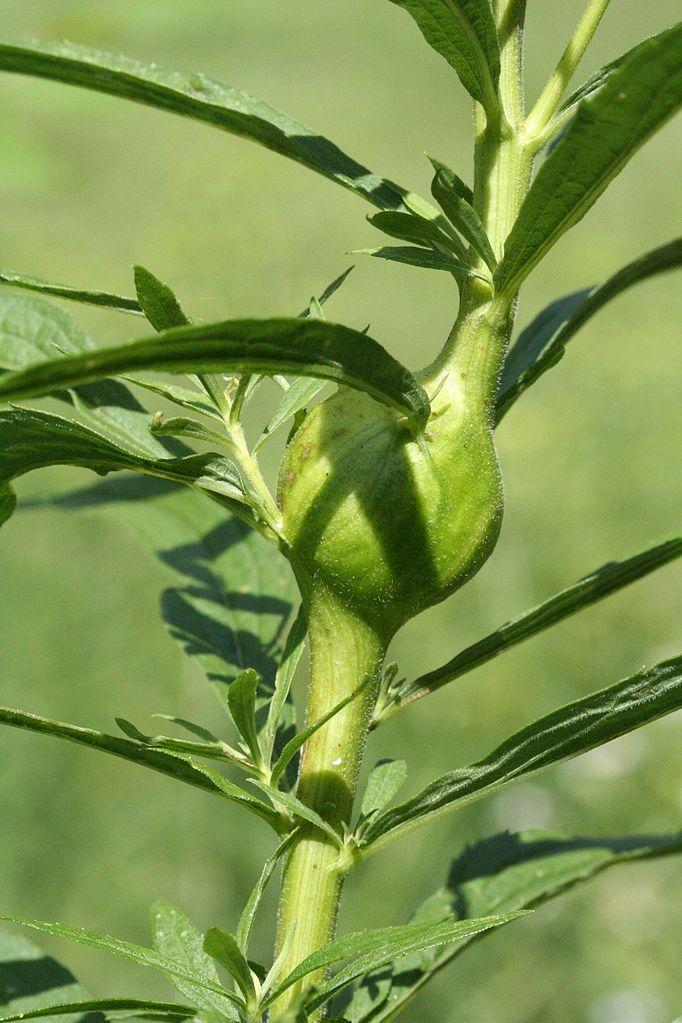 Teacher Guide Trails Parasitism: Galls As you walk along the trails, look for a round swelling in the stem of a goldenrod plant. This is where a goldenrod gall fly has laid an egg inside the stem.