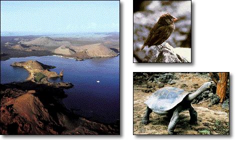 Galapagos Islands today Factors that influenced Darwin s s thinking Geology: as Earth changed, so did types of fossil organisms in rock strata Population studies: many organisms are produced; only a