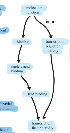 There are also relationships between them. Nucleic acid binding is a type of binding.
