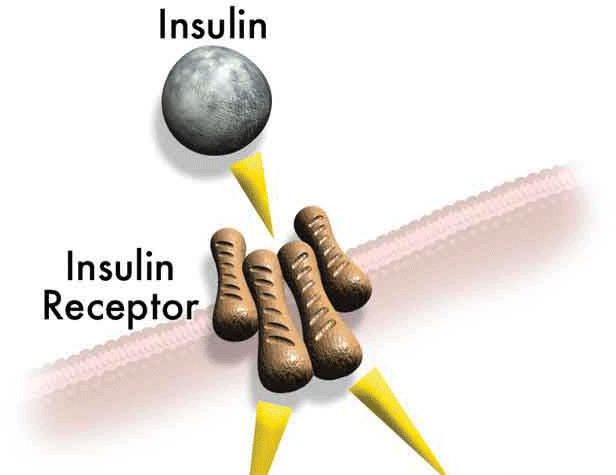 Molecular Function insulin binding insulin
