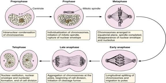 Biological Process a commonly recognized series