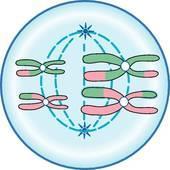 Metaphase l Homologous chromosomes line up