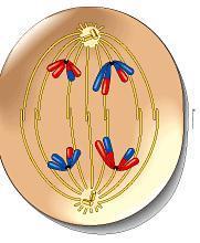 Anaphase l Homologous chromosomes separate