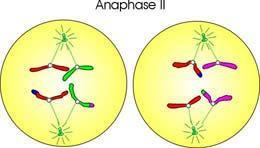 Anaphase ll Half of the chromosomes