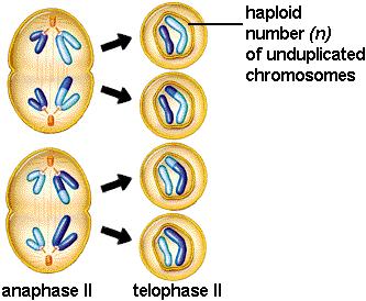 Telophase ll A nuclear membrane is formed around each set of