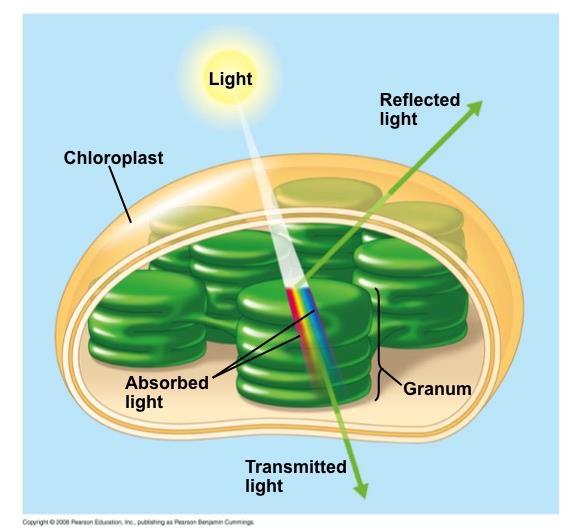 Photosynthetic Pigments: The Light Receptors Pigments are substances that absorb visible light Different pigments absorb different