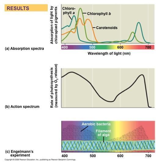 An absorption spectrum is a graph plotting a pigment s light absorption versus wavelength The absorption spectrum of chlorophyll a suggests that violet-blue and red light work best for photosynthesis