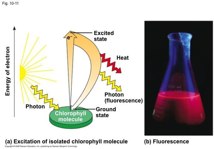 Excitation of Chlorophyll by Light When a pigment absorbs light, it goes from a ground state to an excited state, which is unstable When excited electrons fall back to