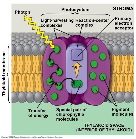 A Photosystem: A Reaction-Center Complex Associated with Light-Harvesting Complexes A photosystem consists of a reaction-center complex (a type of protein complex) surrounded by lightharvesting