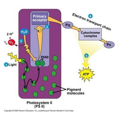 Each electron falls down an electron transport chain from the primary electron acceptor of PS II to PS I Energy released by the fall