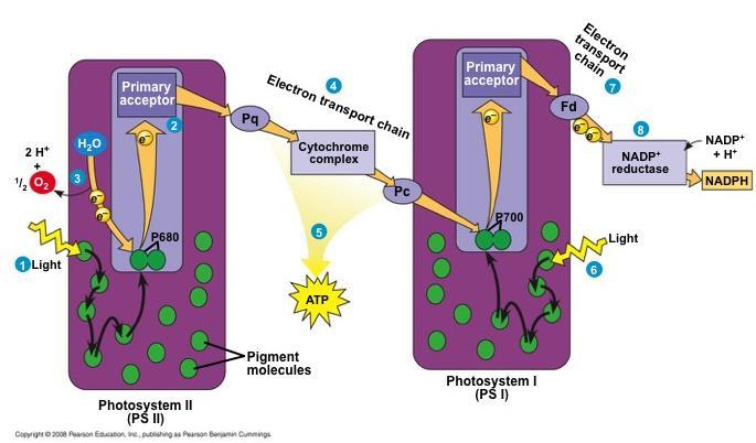 Each electron falls down an electron transport chain from the primary electron acceptor of PS I to the protein ferredoxin (Fd) The