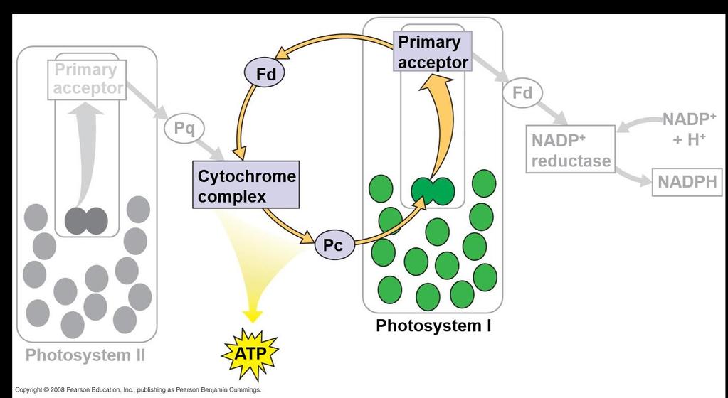 Cyclic Electron Flow Cyclic electron flow uses only photosystem I and produces ATP, but not NADPH Cyclic electron flow generates surplus ATP, satisfying the higher demand in the Calvin cycle Some