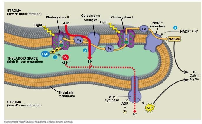 ATP and NADPH are produced on the side facing the stroma, where the Calvin cycle takes place In summary,