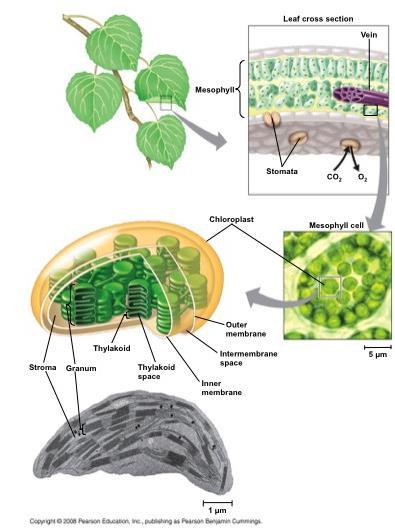 Chloroplasts are found mainly in cells of the mesophyll, the interior tissue of the leaf A typical mesophyll cell has 30 40 chloroplasts The chlorophyll is in