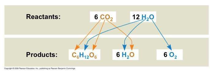 Tracking Atoms Through Photosynthesis Photosynthesis can be summarized as the following equation: 6 CO 2 + 12 H 2 O + Light energy C 6 H 12 O 6 + 6 O 2 + 6 H 2 O Chloroplasts