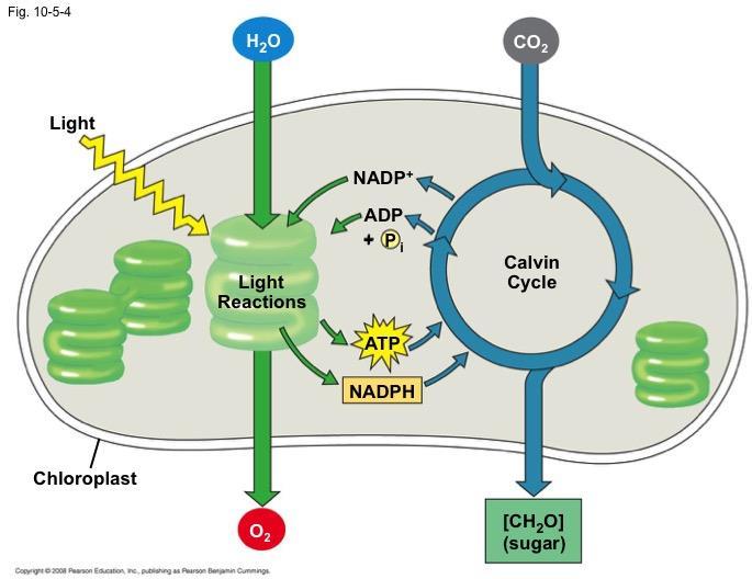 The Two Stages of Photosynthesis: A Preview Photosynthesis consists of the light reactions (the photo part) and Calvin cycle (the synthesis part) The light reactions (in the thylakoids): Split H 2 O