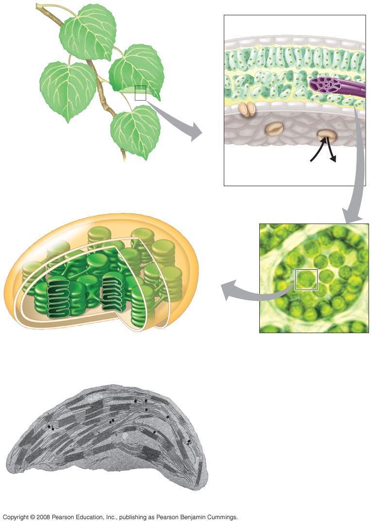 Fig. 10-3 Leaf cross section Vein Mesophyll Stomata CO 2 O 2 Chloroplast Mesophyll cell Outer