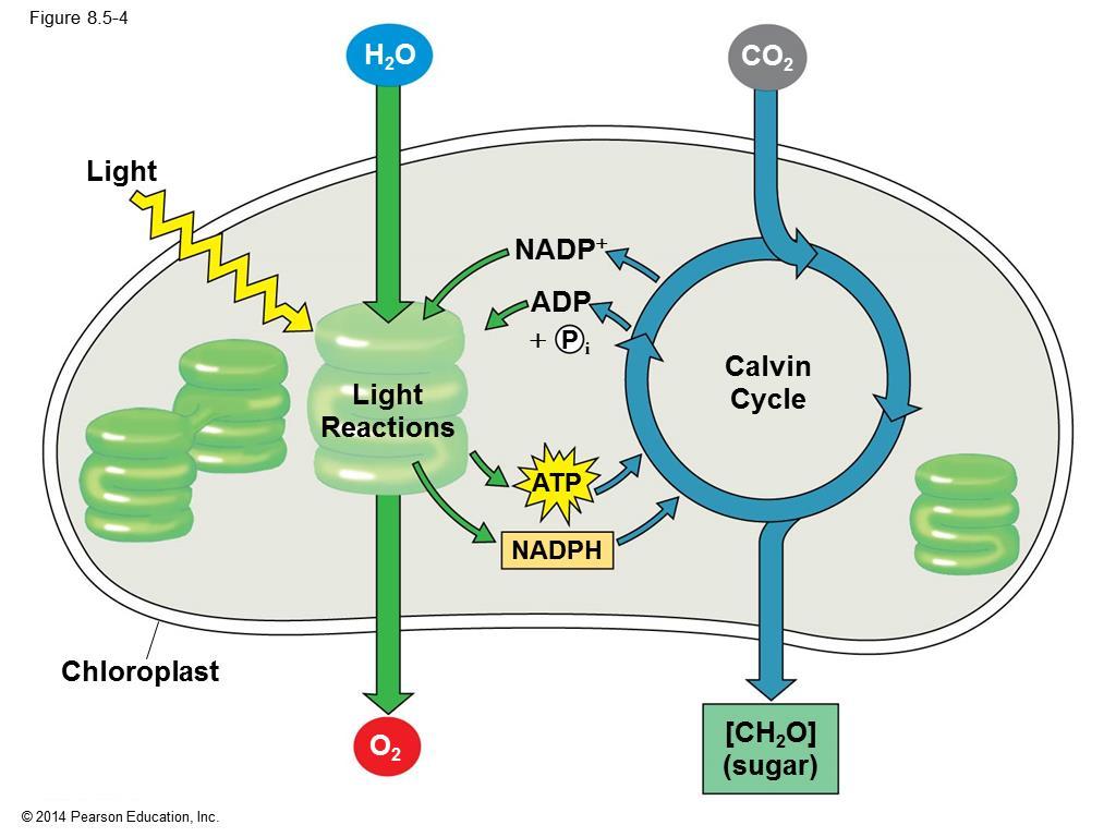 The light reactions convert solar