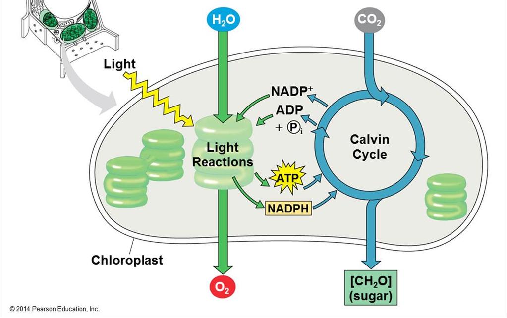 The light reactions (in the thylakoids) Split H 2 O Release O 2 Reduce the electron