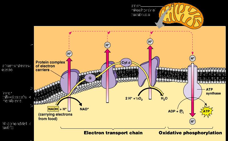 ETC of Respiration Mitochondria