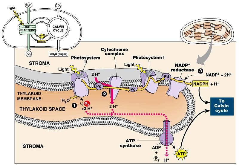 ETC of Photosynthesis Chloroplasts transform light energy