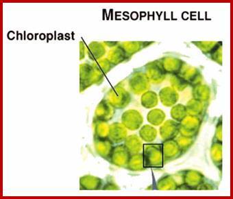 cells are found primarily in leaves of green plants