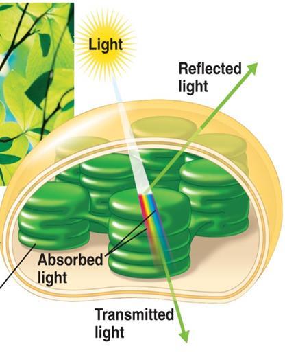 II. Making Glucose - Photosynthesis Second in order for photosynthesis to occur, plants must have energy absorbing pigments these are in the thylakoid membranes within the chloroplast!