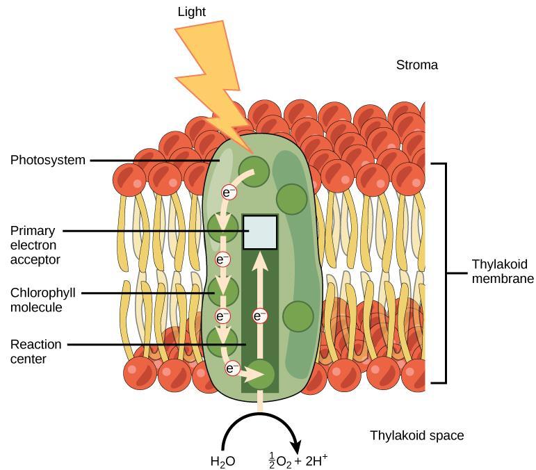 II. Making Glucose Photosynthesis The Light-Dependent Reactions 1. Photon hits molecule of chlorophyll in the photosystem integral membrane protein & pigment complex. 2.