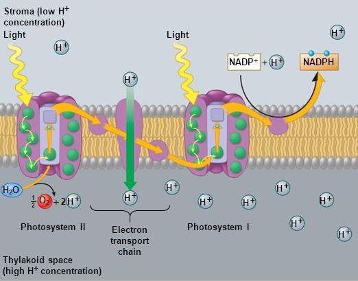II. Making Glucose Photosynthesis The Light-Dependent Reactions 5.