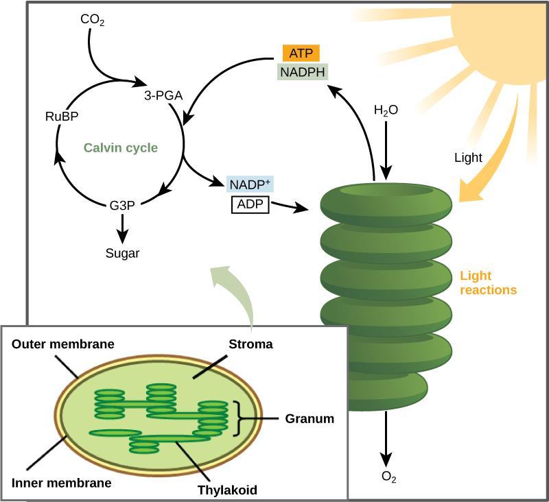 II. Making Glucose - Photosynthesis The Synthesis: A series of chemical reactions called the Calvin cycle Uses energy stored in ATP & NADPH molecules from photo part to