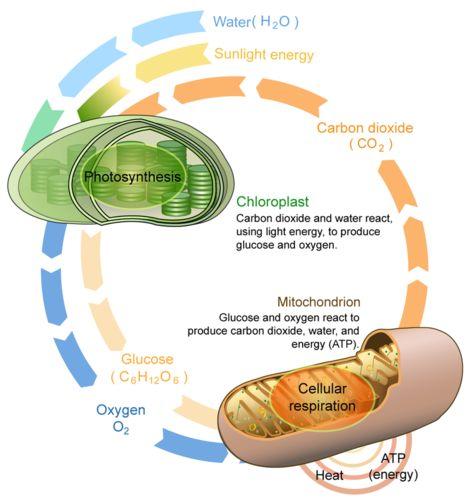 Making and Using Energy PhotosynthesisConverts sunlight energy into glucose (sugar) Cellular