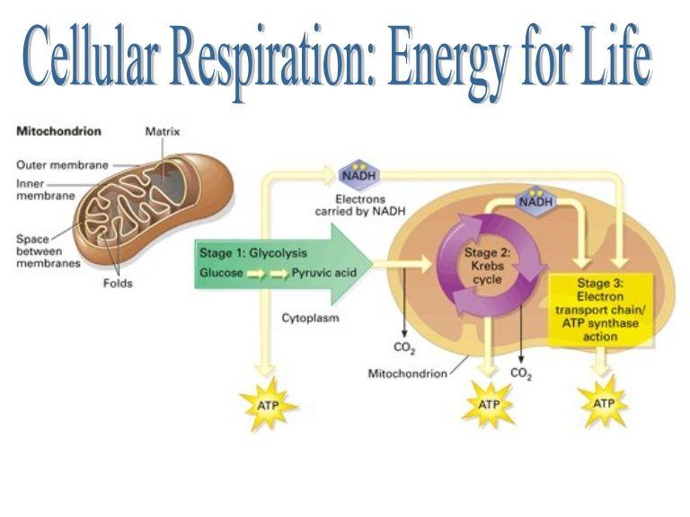 Cellular Respiration Overview Start: End: