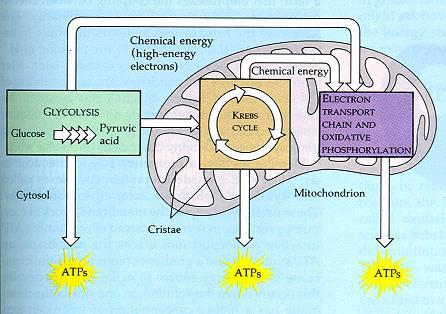 Cellular Respiration The catabolic pathway in which organic molecules are broken down to release energy for use by