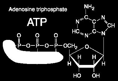 ATP: The Unit Of Cellular Energy Adenosine triphosphate (ATP) is the most important biological molecule that