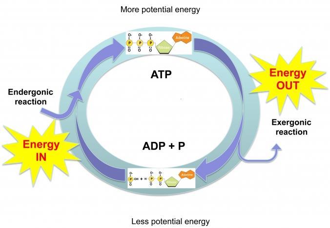 ATP Function ATP releases Energy when the bond between