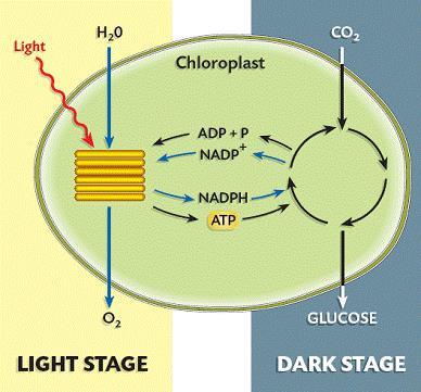 Photosynthesis Occurs in Two Phases In Phase 1 (lightdependent reactions) light is absorbed and converted into chemical energy in the