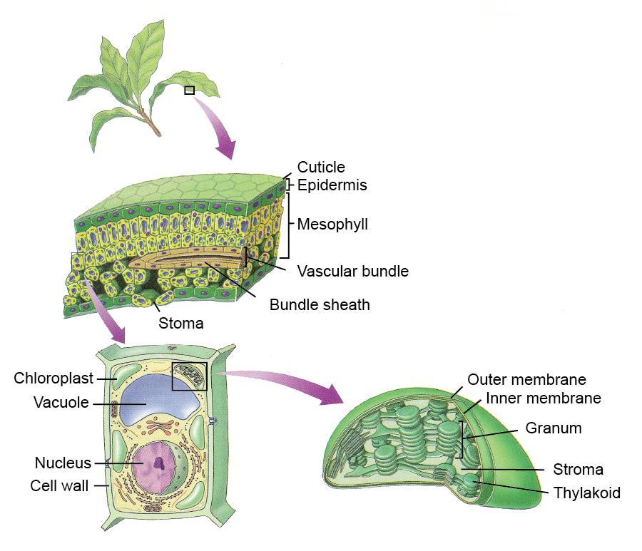 Chloroplasts Large organelles that are used to capture light energy in