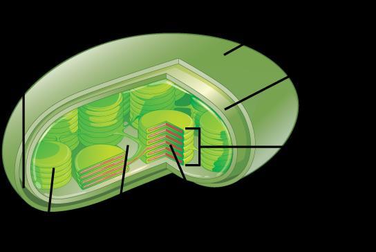 Disk-shaped organelles that contain two main compartments important for photosynthesis. 1.