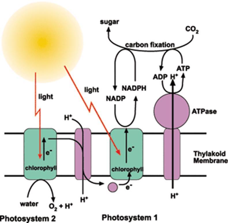 First, the light energy excites electrons in photosystem 2 and causes water