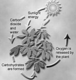 Responsible for O 2 in our atmosphere Carbon source Autotrophs producers (phototrophs)